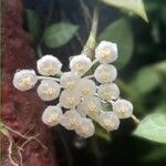 Hoya lacunosa Flower