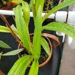 Phragmipedium longifolium برگ