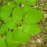 Aralia nudicaulis Φύλλο