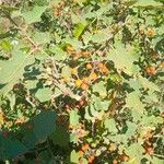 Solanum villosum Leaf