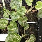 Asarum pulchellum