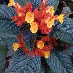 Chrysothemis pulchella Çiçek