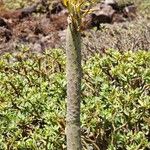 Euphorbia balsamifera Leaf