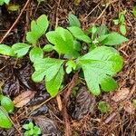 Sassafras albidum Leaf