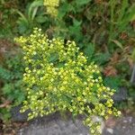 Patrinia scabiosifolia Květ