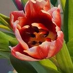 Tulipa gesnerianaFlower