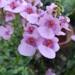 Diascia barberae फूल