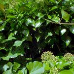 Hedera helix Foglia