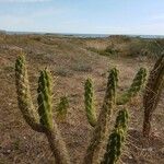 Austrocylindropuntia cylindrica Blomst