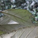 Cyrtogonone argentea Blatt