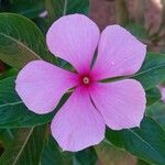 Catharanthus roseus Çiçek