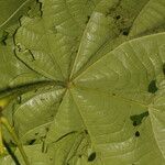 Quararibea cordata Blatt