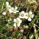 Cotoneaster microphyllus ফুল