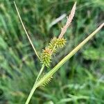 Carex mairei Kukka