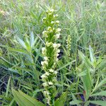 Platanthera flava Λουλούδι