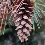 Pinus monticola Fruto