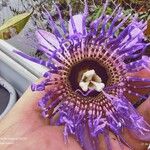 Passiflora phellos Цветок