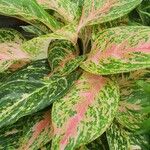 Aglaonema commutatum Blad