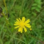 Crepis capillarisFloare