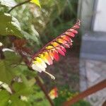 Ipomoea lobata 花