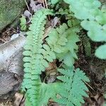 Asplenium platyneuron Leaf