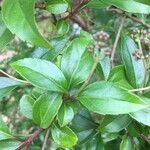 Ageratina ligustrina Leaf