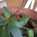 Seemannia sylvatica Hoja