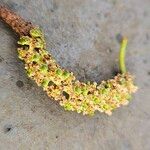 Alnus cordata Flors