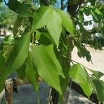 Fraxinus americana Fulla