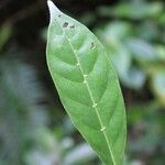 Tabernaemontana persicariifolia Leaf