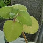 Coleus amboinicus Leaf