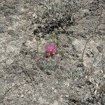 Echinocactus horizonthalonius Habit