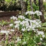 Allium massaessylum Fula