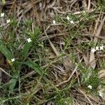 Polypremum procumbens Celota