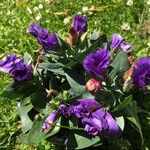 Eustoma russellianum Leaf