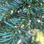 Taxus baccata Fruit