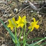 Narcissus minor Fleur