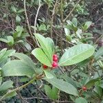 Skimmia japonica Gyümölcs