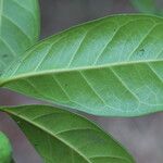 Ficus cyathistipula Blatt