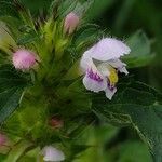 Galeopsis tetrahit Flors