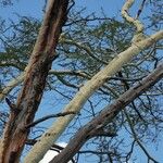 Vachellia xanthophloea Tervik taim