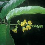 Banara guianensis Flower