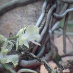 Rhipidoglossum pulchellum Flower