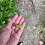 Lilium michiganense Fruit