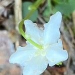 Moneses uniflora Λουλούδι