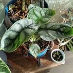 Alocasia baginda Лист
