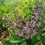 Syringa josikaea Flower