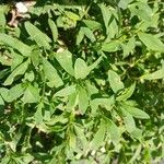 Polygonum arenastrum Leaf