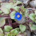 Veronica acinifolia Pokrój