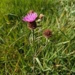 Centaurea nigra Habit